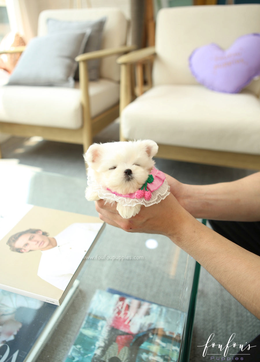 Tootsie - Maltese F.