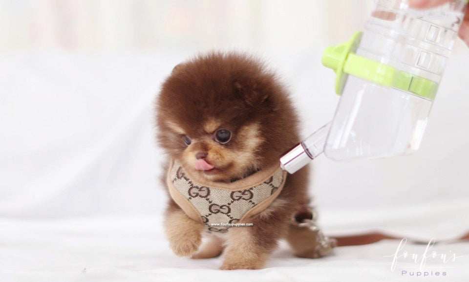 Twix - Pomeranian F.