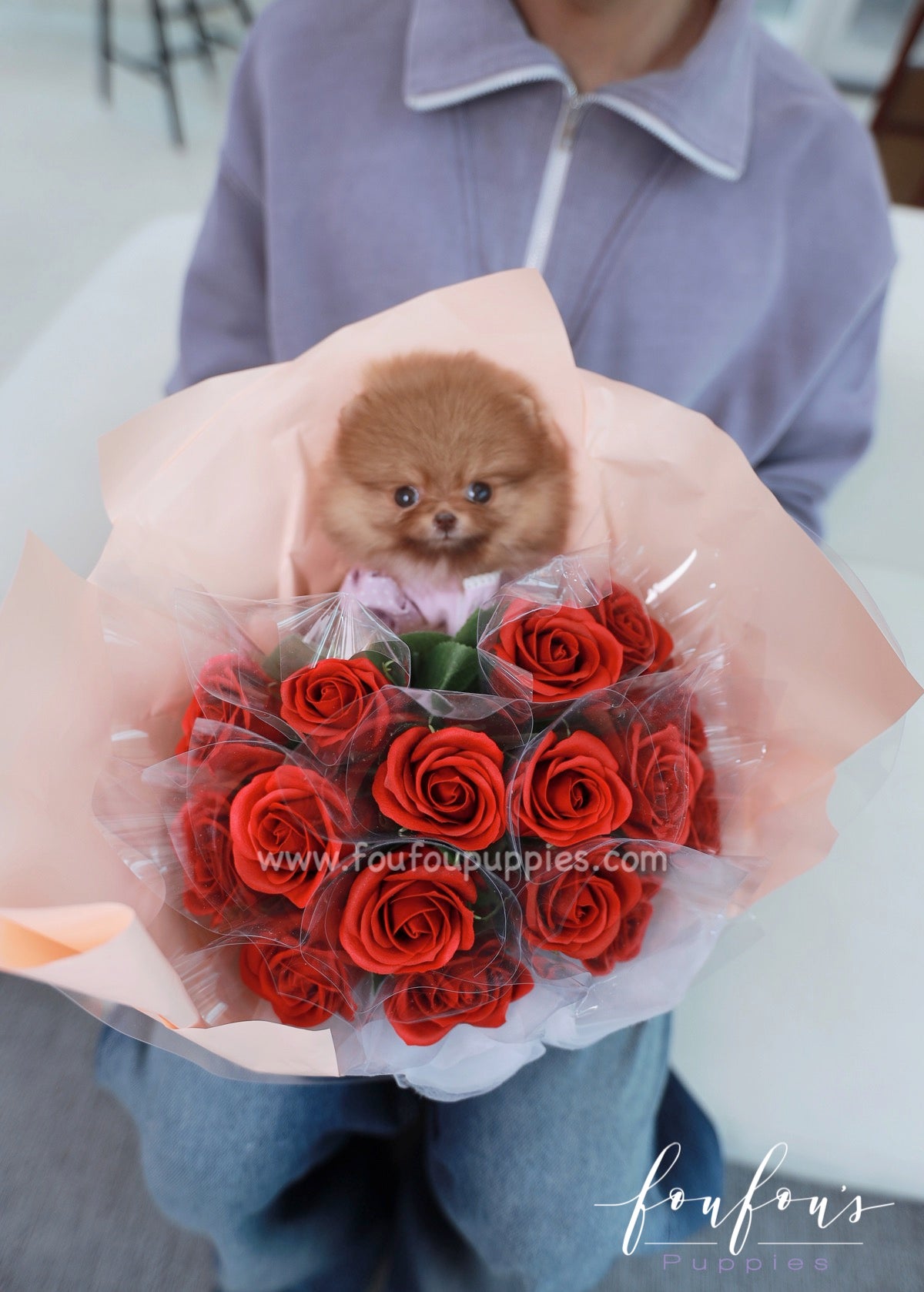 Amore - Pomeranian F.