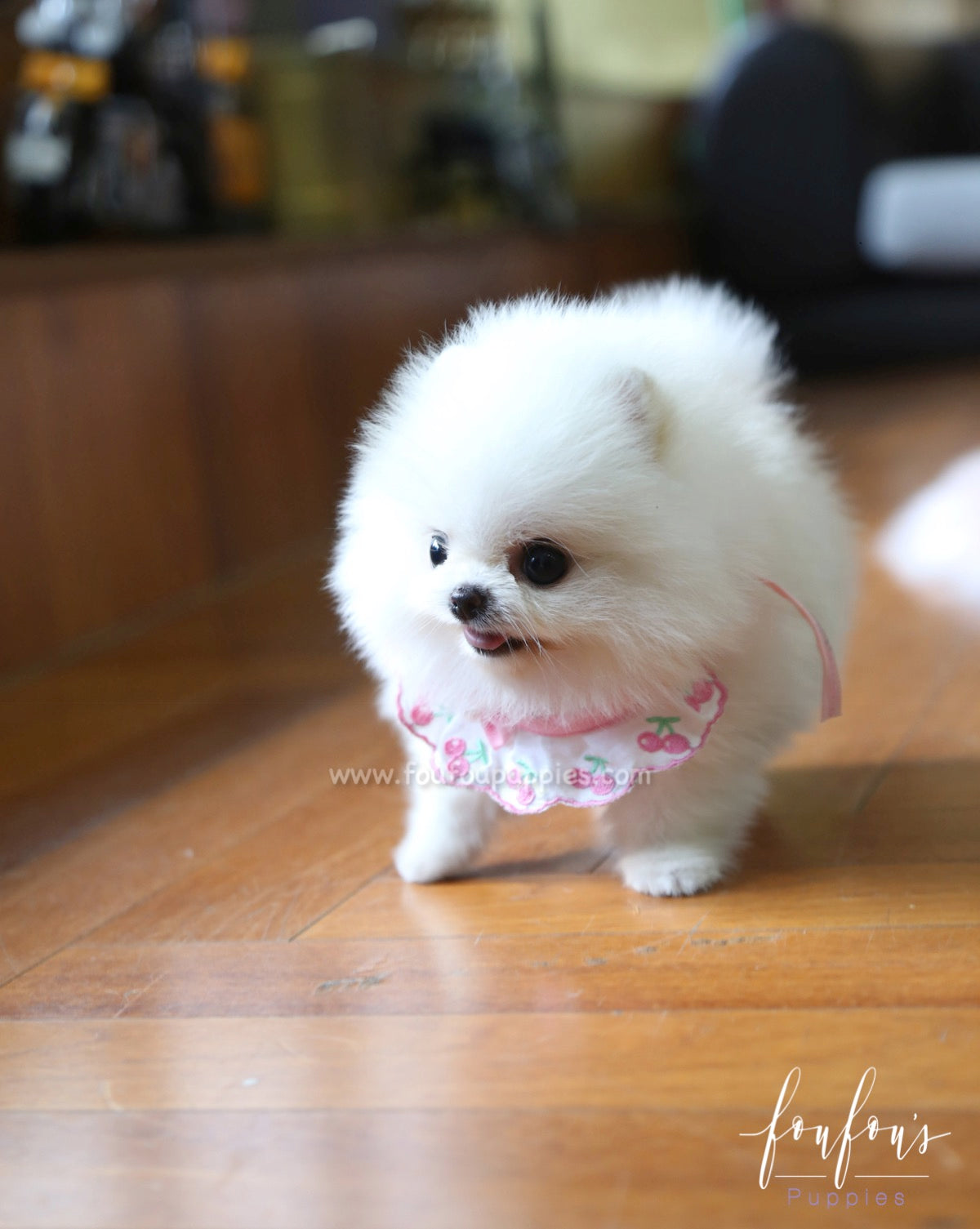 Vita - Pomeranian F.