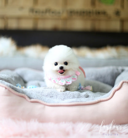 Vita - Pomeranian F.