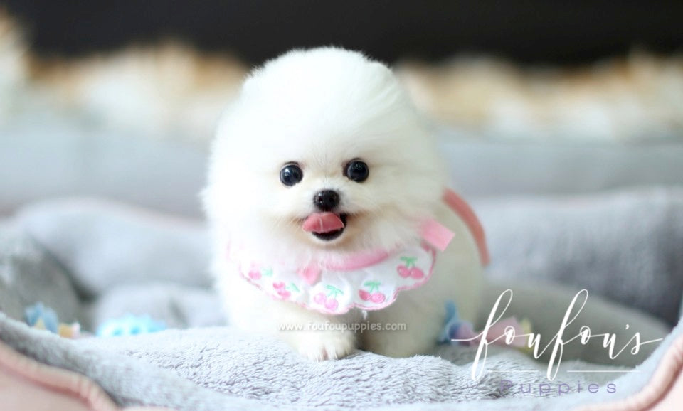 Vita - Pomeranian F.