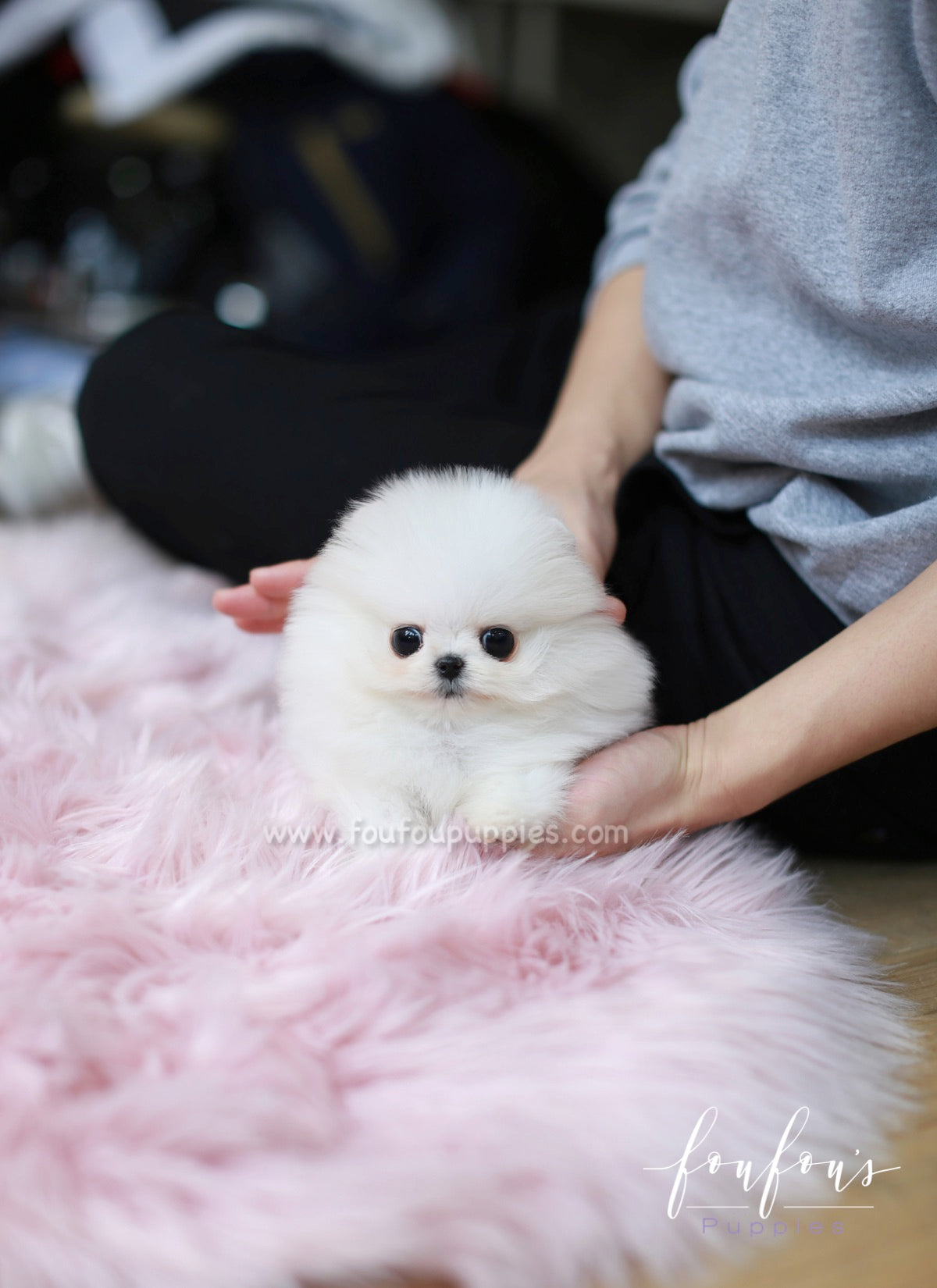 Pandora - Pomeranian F. – Foufou Puppies