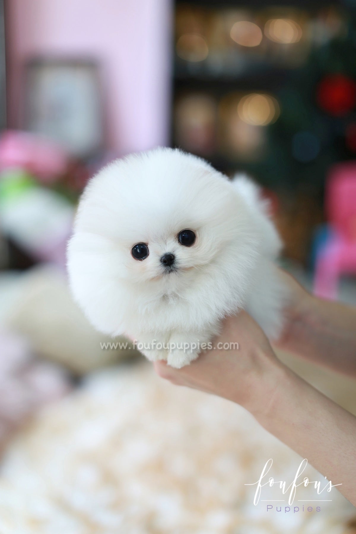 Pandora - Pomeranian F.