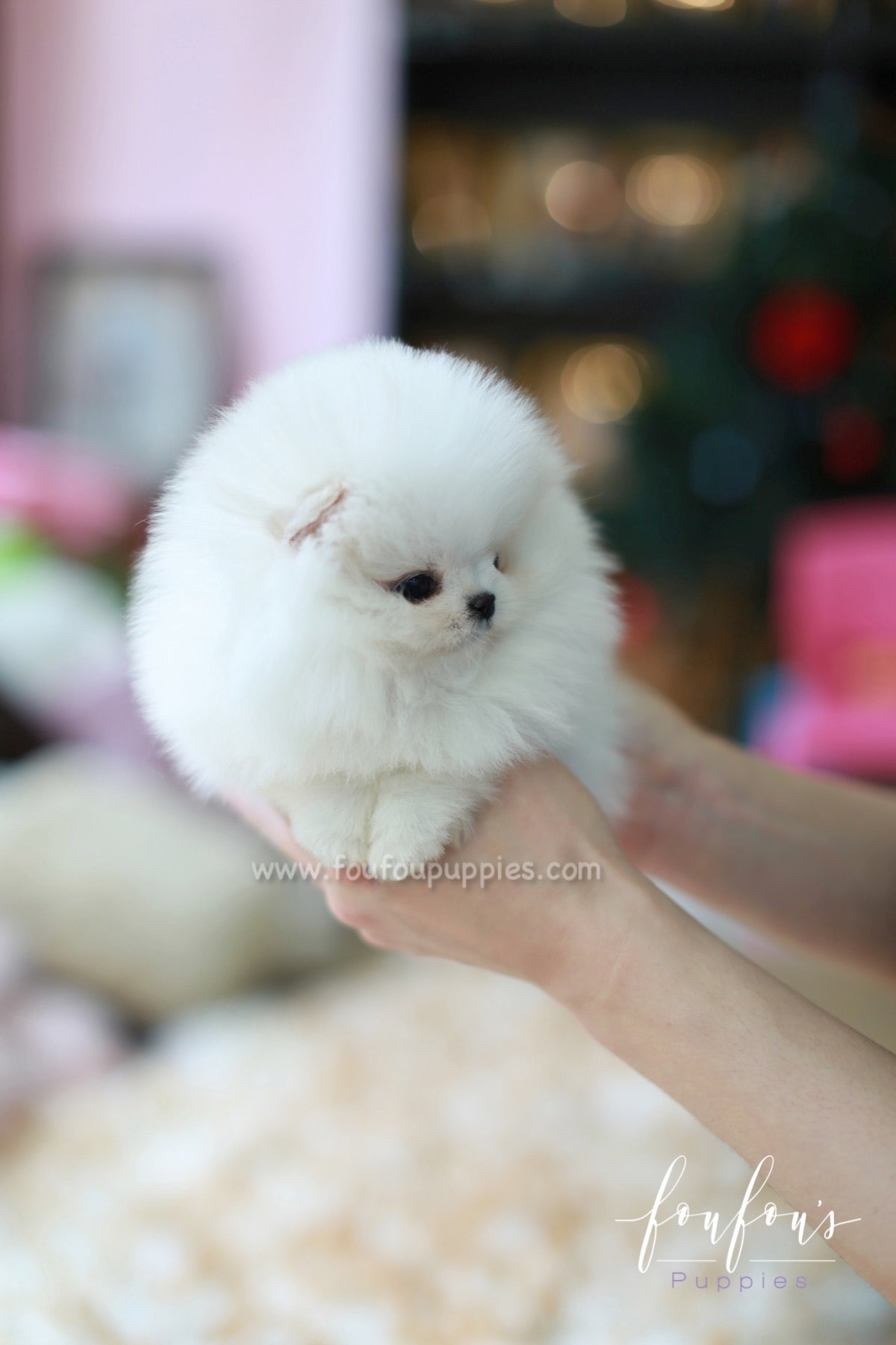 Pandora - Pomeranian F.