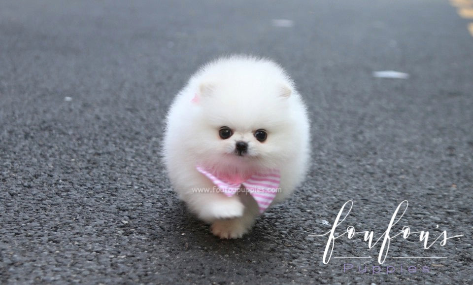 Divina - Pomeranian F.