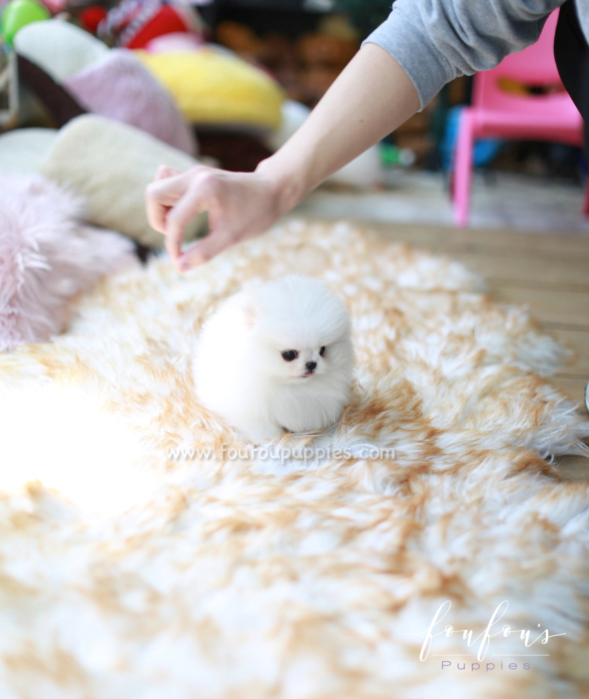 Pandora - Pomeranian F.