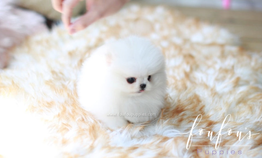 Pandora - Pomeranian F.