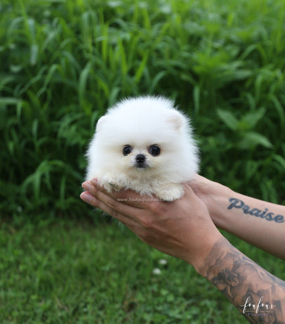 Loki - Pomeranian M.