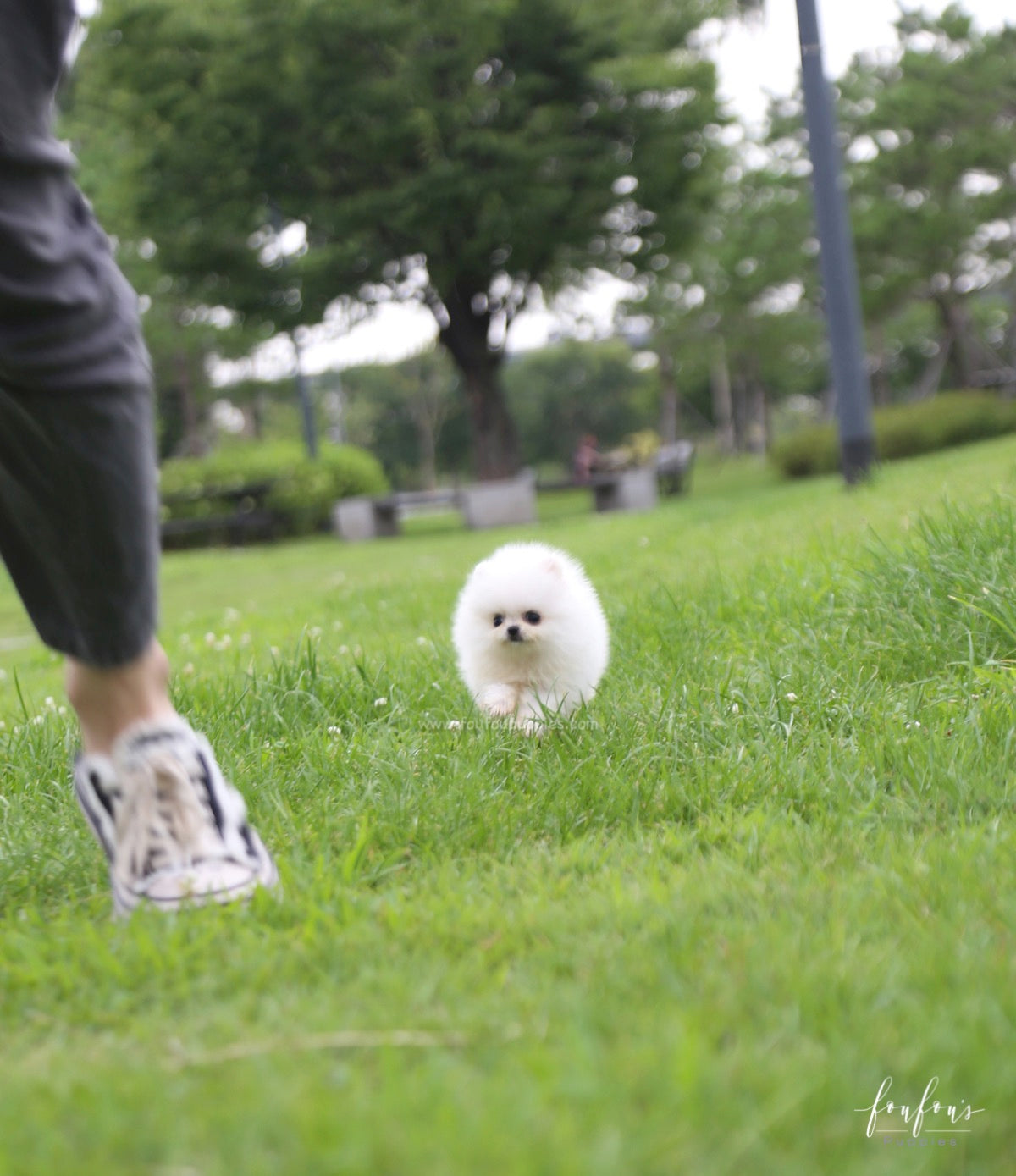 Loki - Pomeranian M.