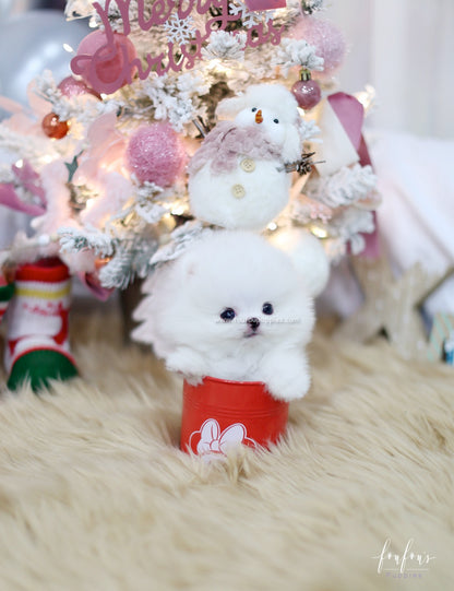 Blitzen - Pomeranian M.