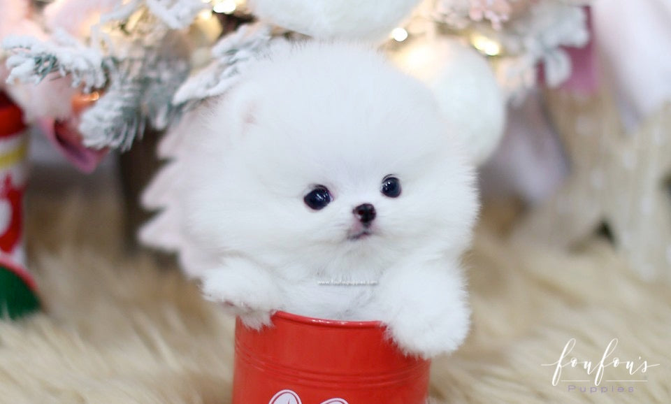 Blitzen - Pomeranian M.