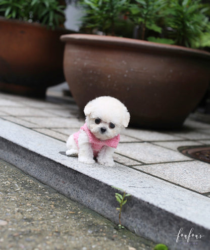 Juliet - Poodle F.