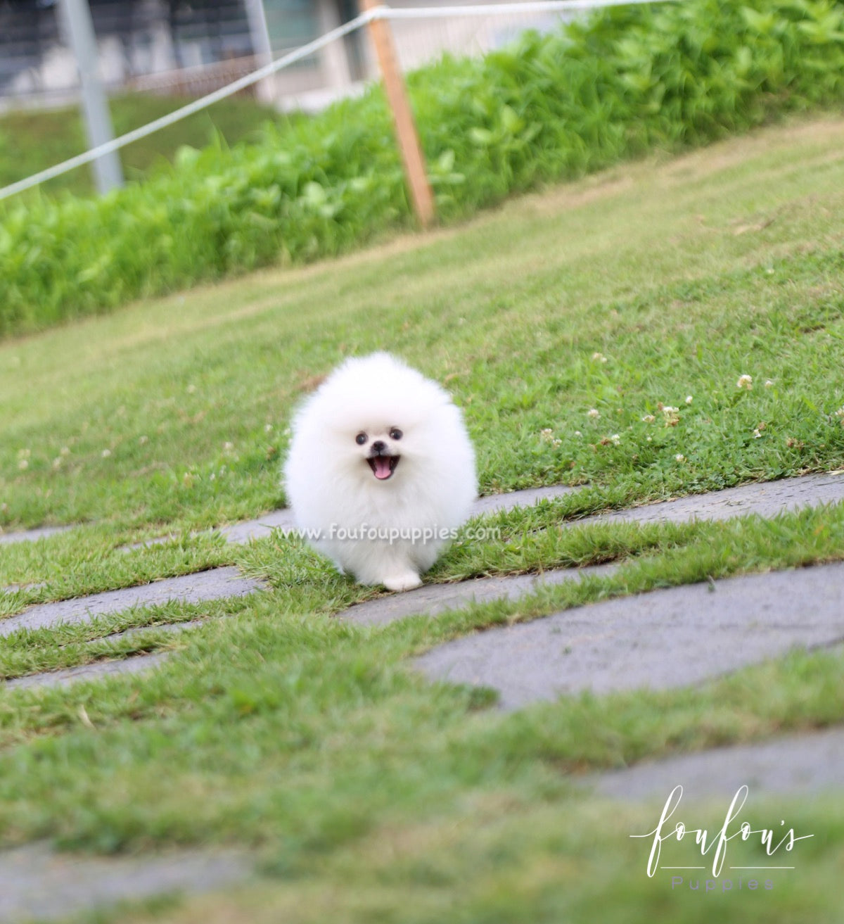 Duke - Pomeranian M.