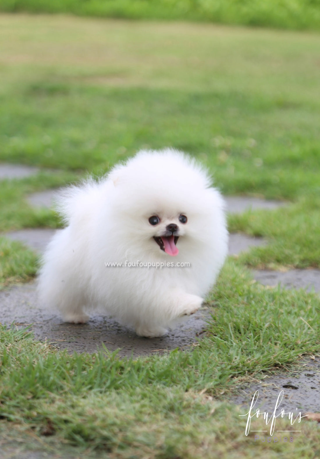 Duke - Pomeranian M.