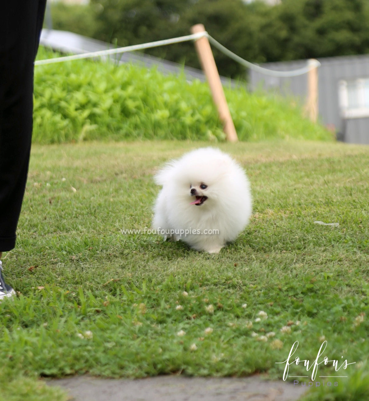 Duke - Pomeranian M.