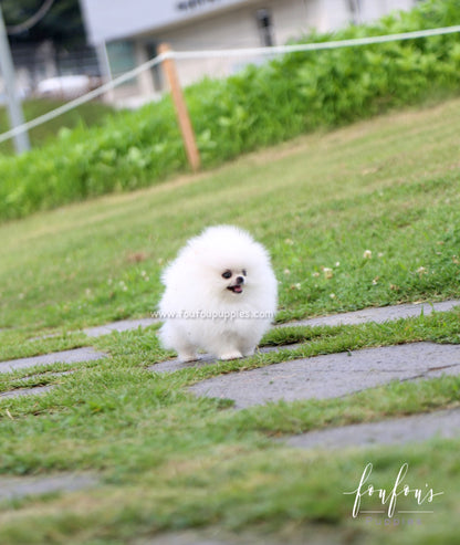 Duke - Pomeranian M.