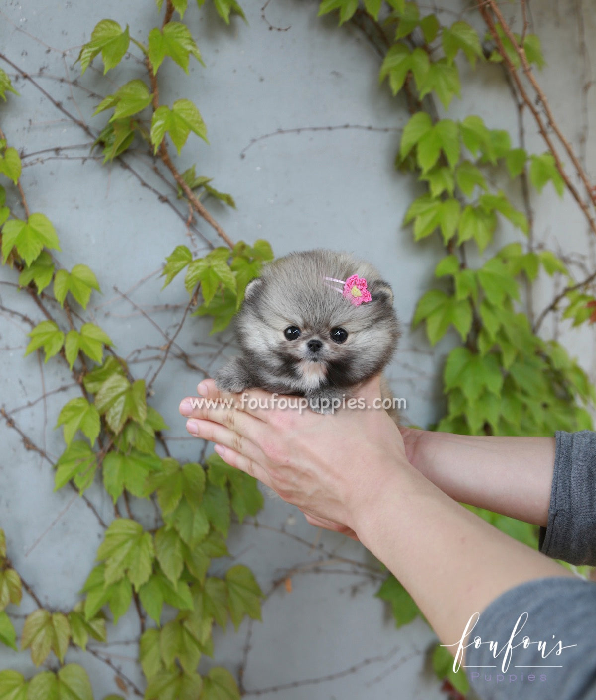 Pinky - Pomeranian F.