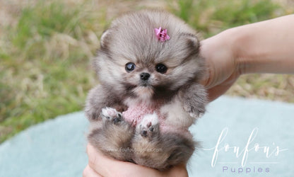 Pinky - Pomeranian F.