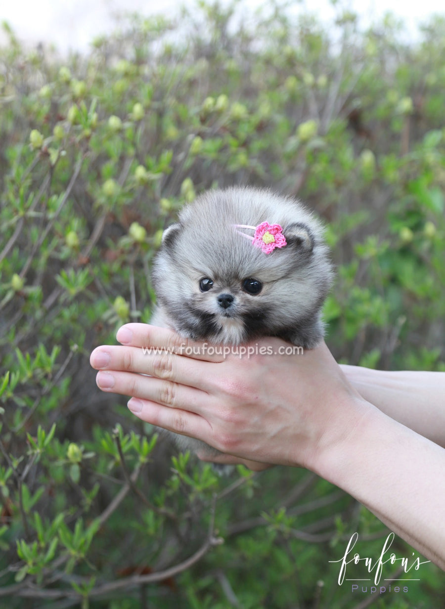 Pinky - Pomeranian F.