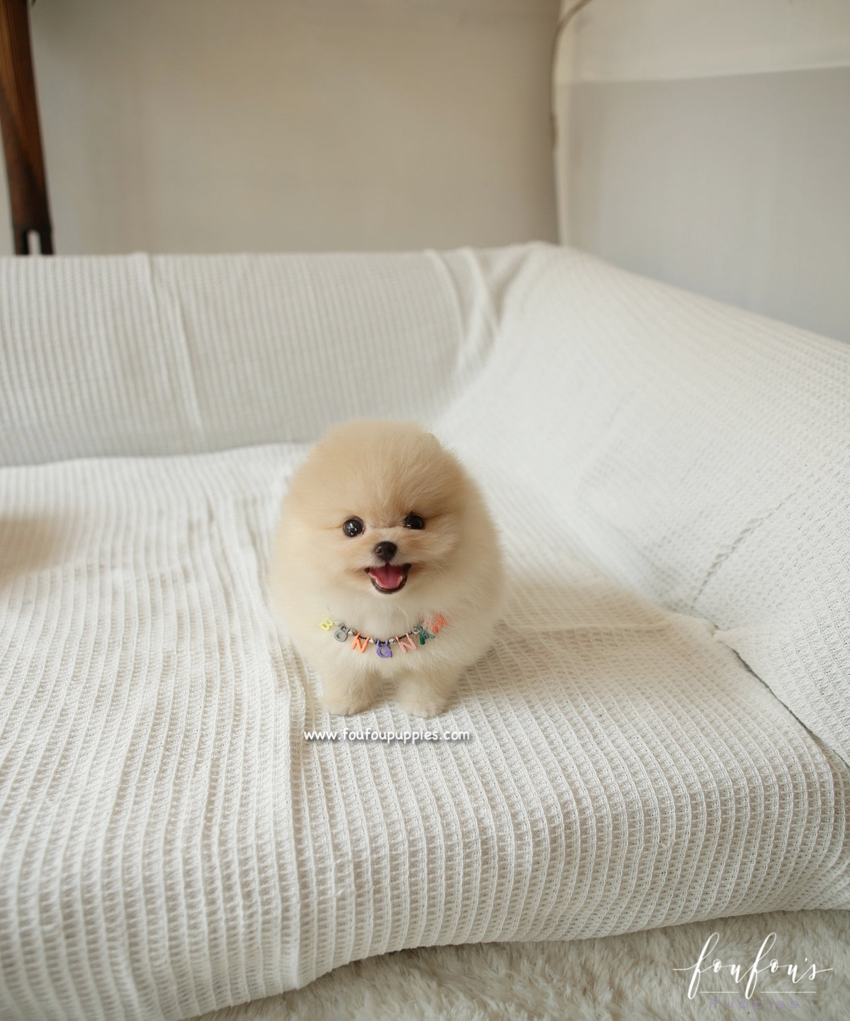 Winnie - Pomeranian F.