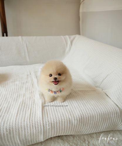 Winnie - Pomeranian F.