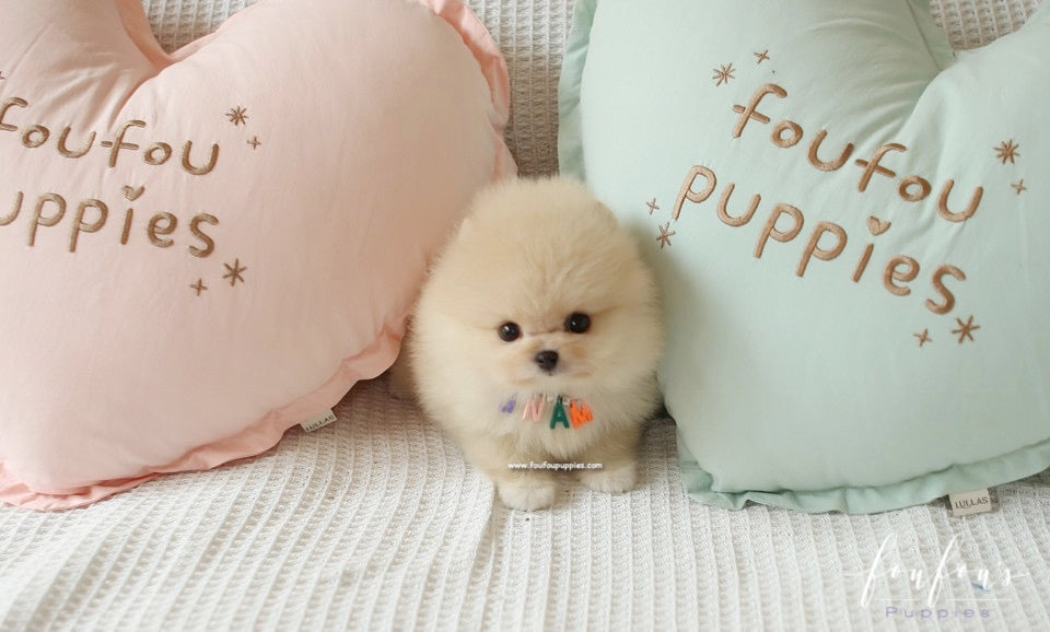 Winnie - Pomeranian F.