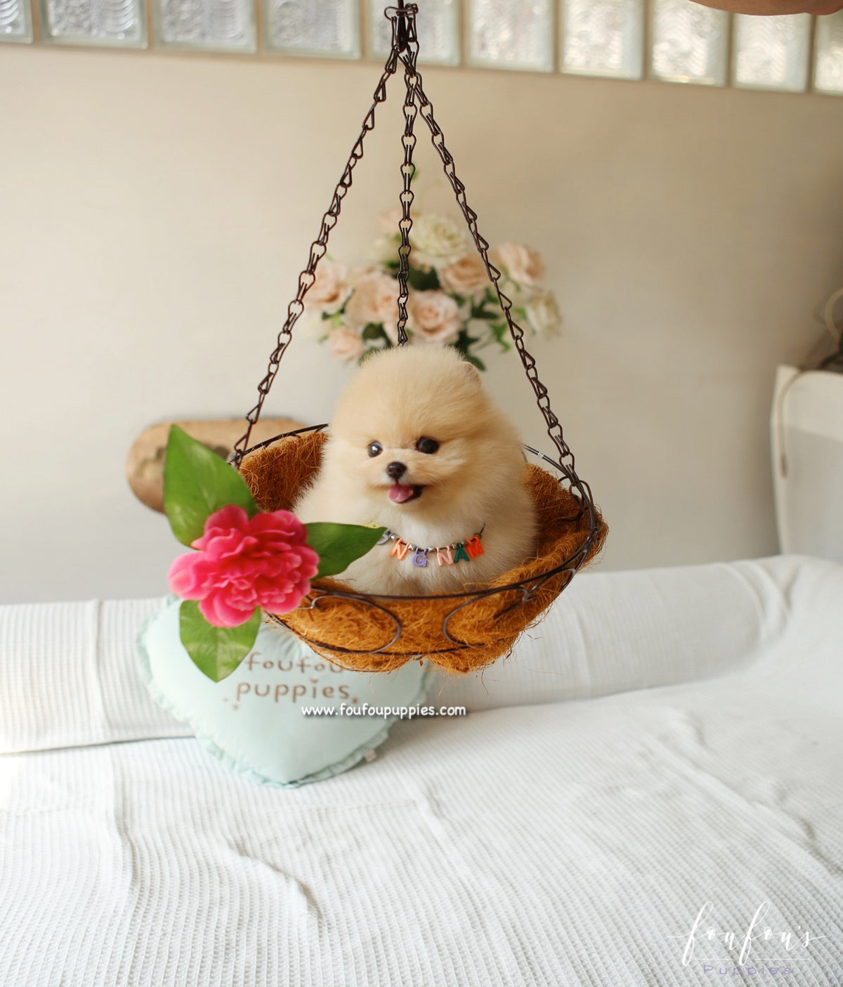 Winnie - Pomeranian F.