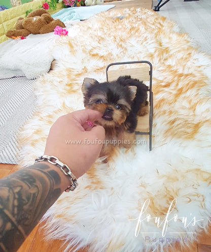 Thumbelina - Yorkie F.