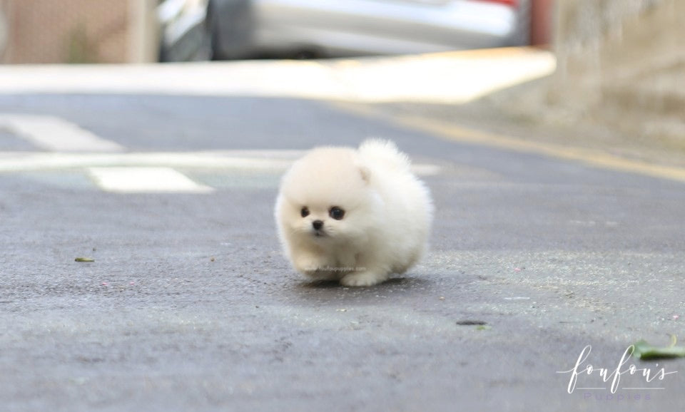 Yoshi - Pomeranian M.