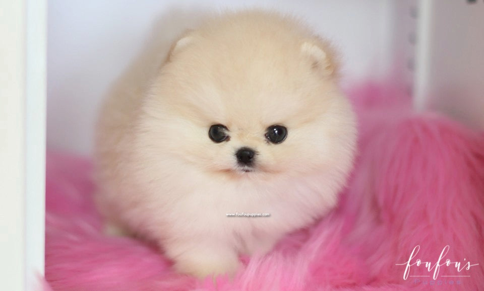 Caeser - Pomeranian M.