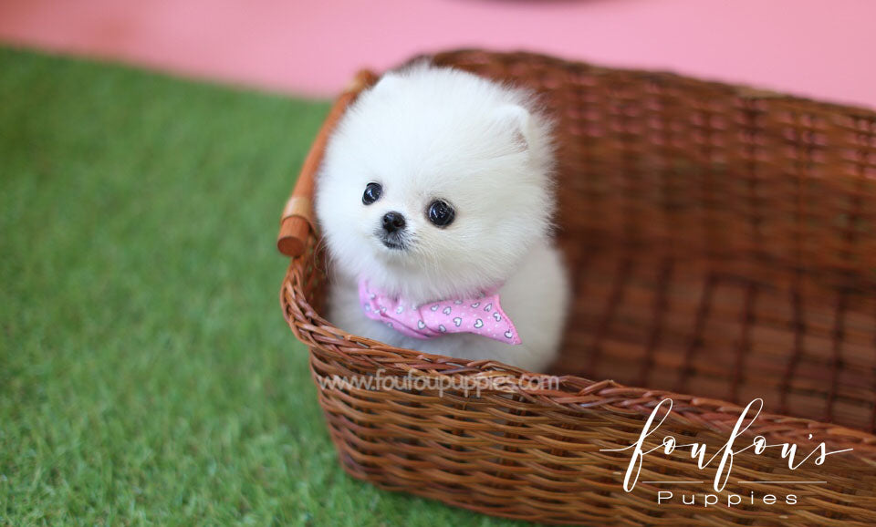 Zoe - Pomeranian F.