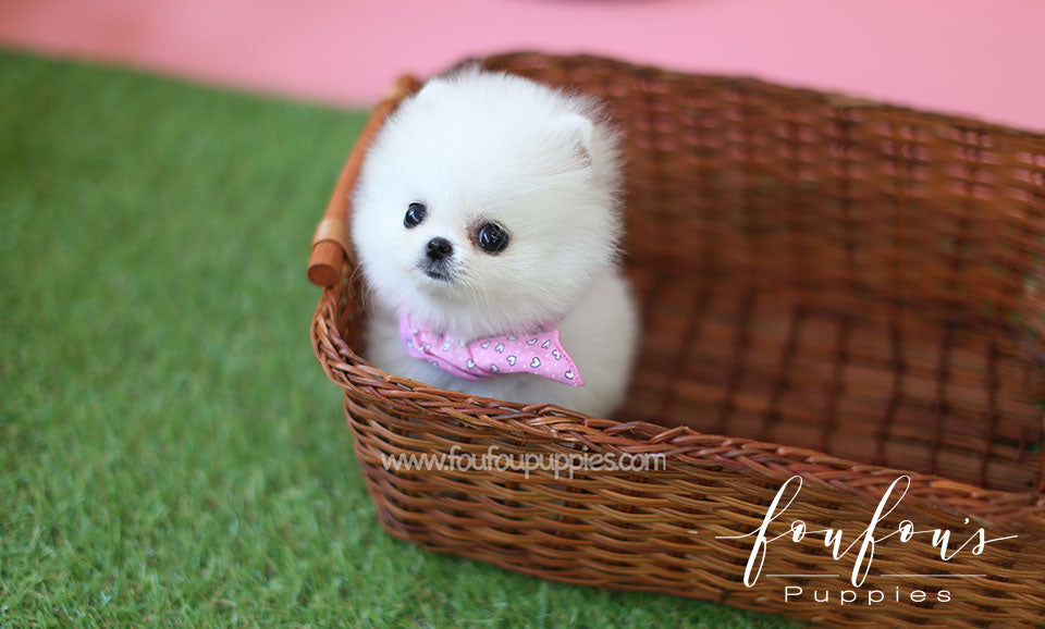 Zoe - Pomeranian F.