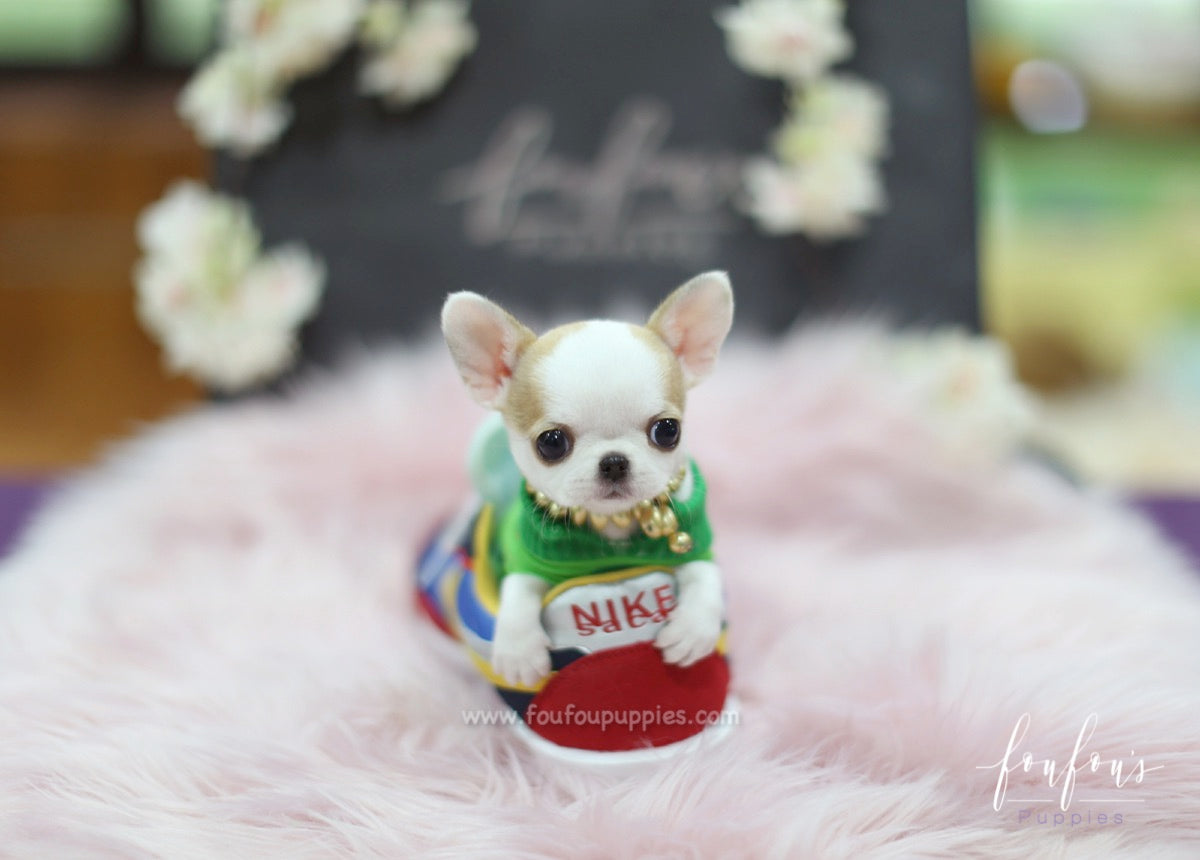 MJ - Chihuahua M.