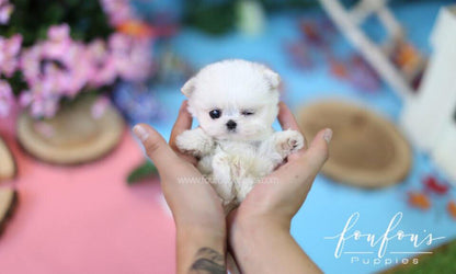 Aiden - Maltese M.