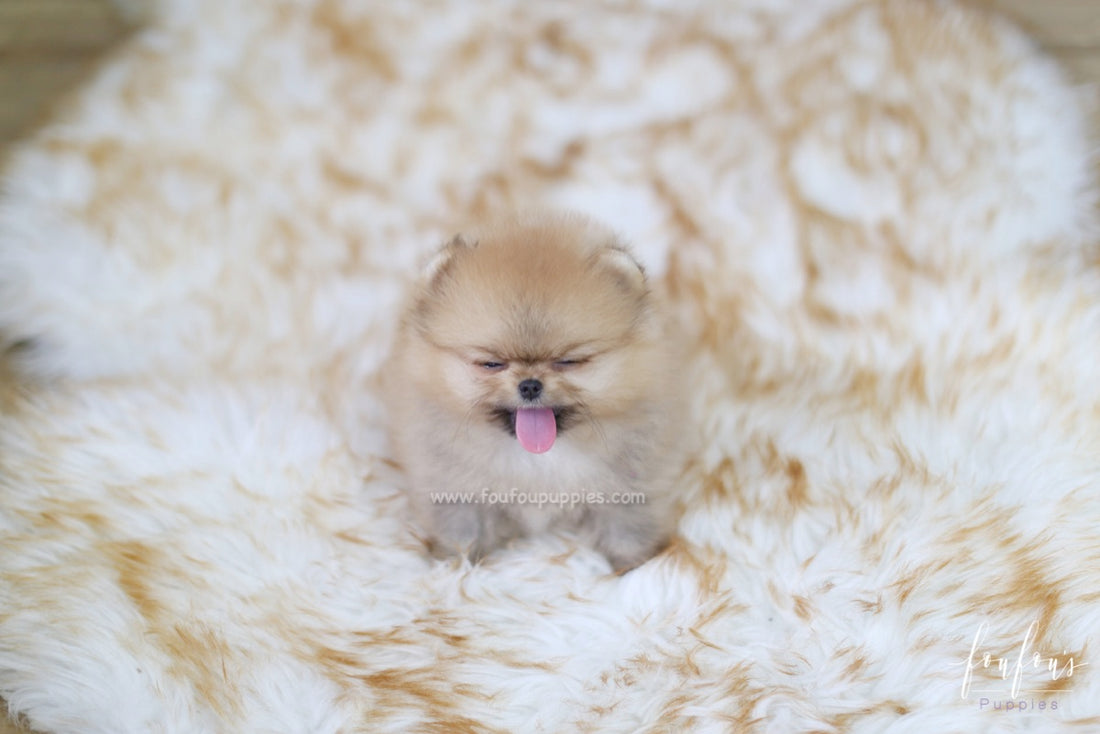 Butterfinger - Pomeranian M.