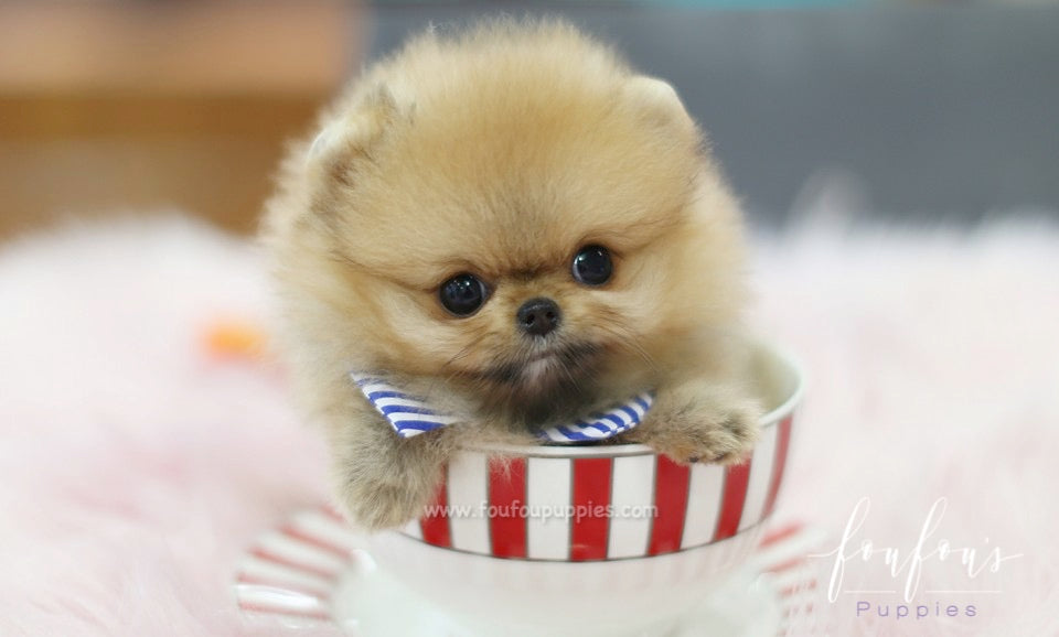 Butterfinger - Pomeranian M.