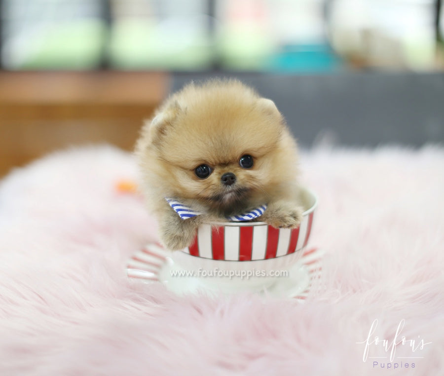 Butterfinger - Pomeranian M.