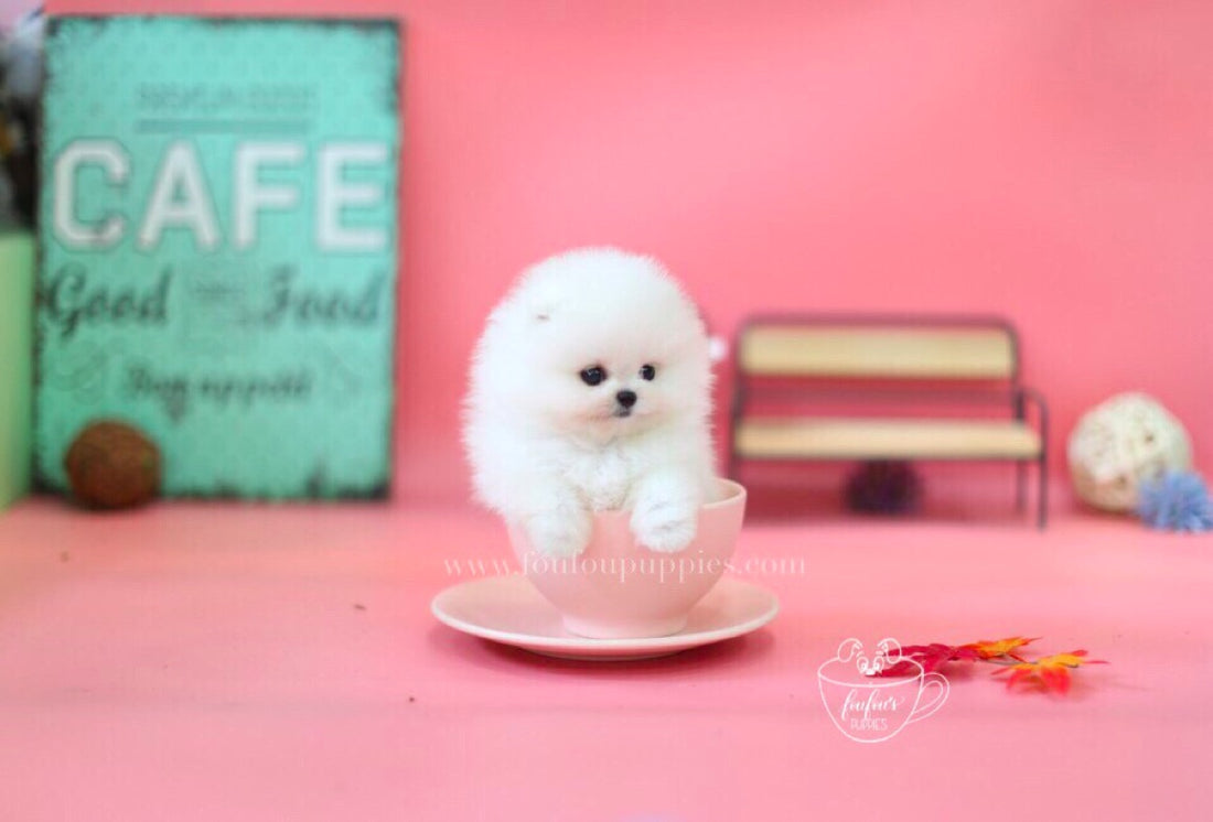 Babe-Pomeranian M.