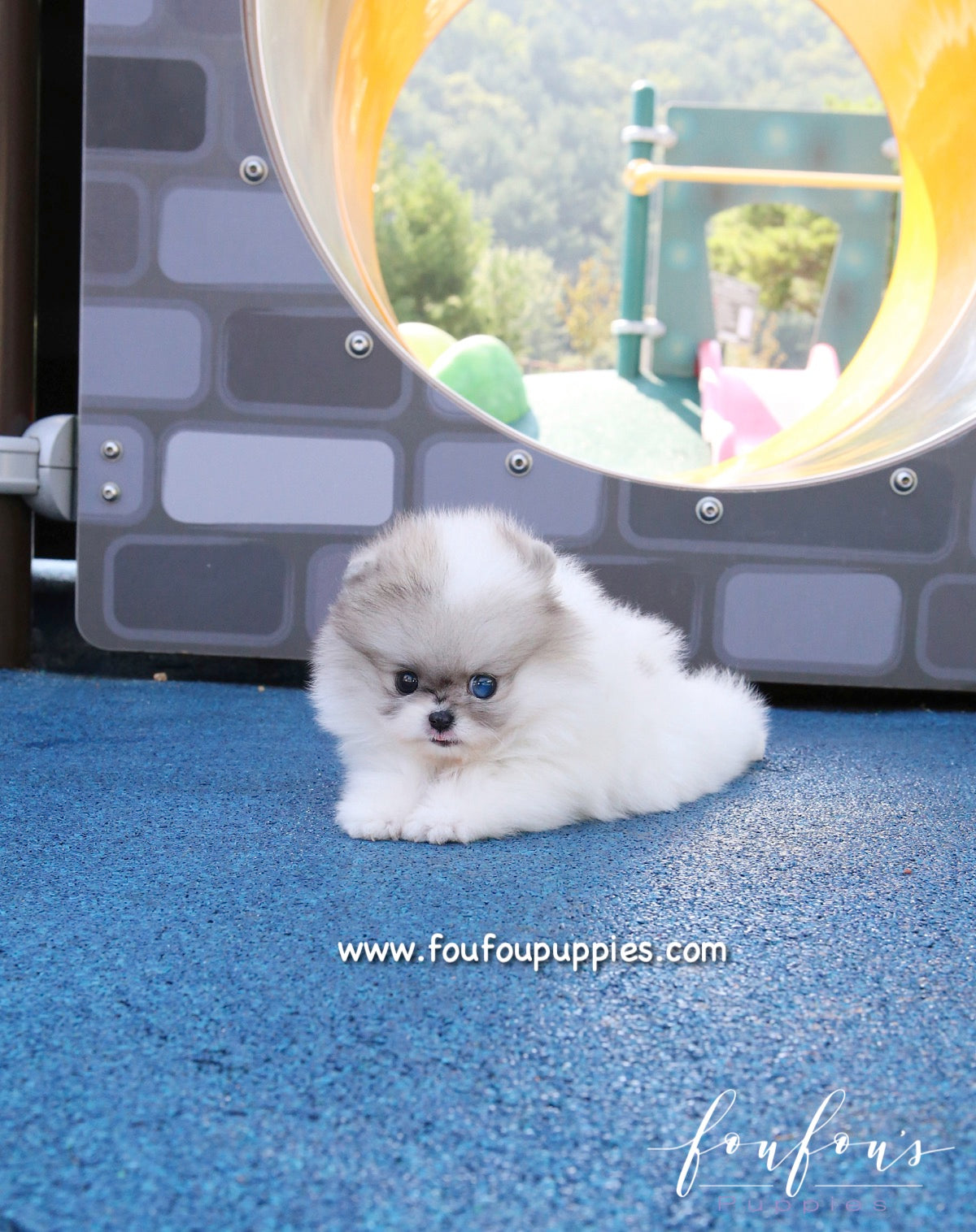 Florentina - Pomeranian F.