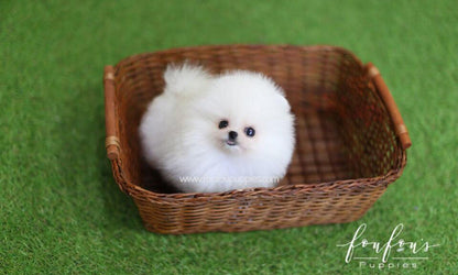 Benny - Pomeranian M.