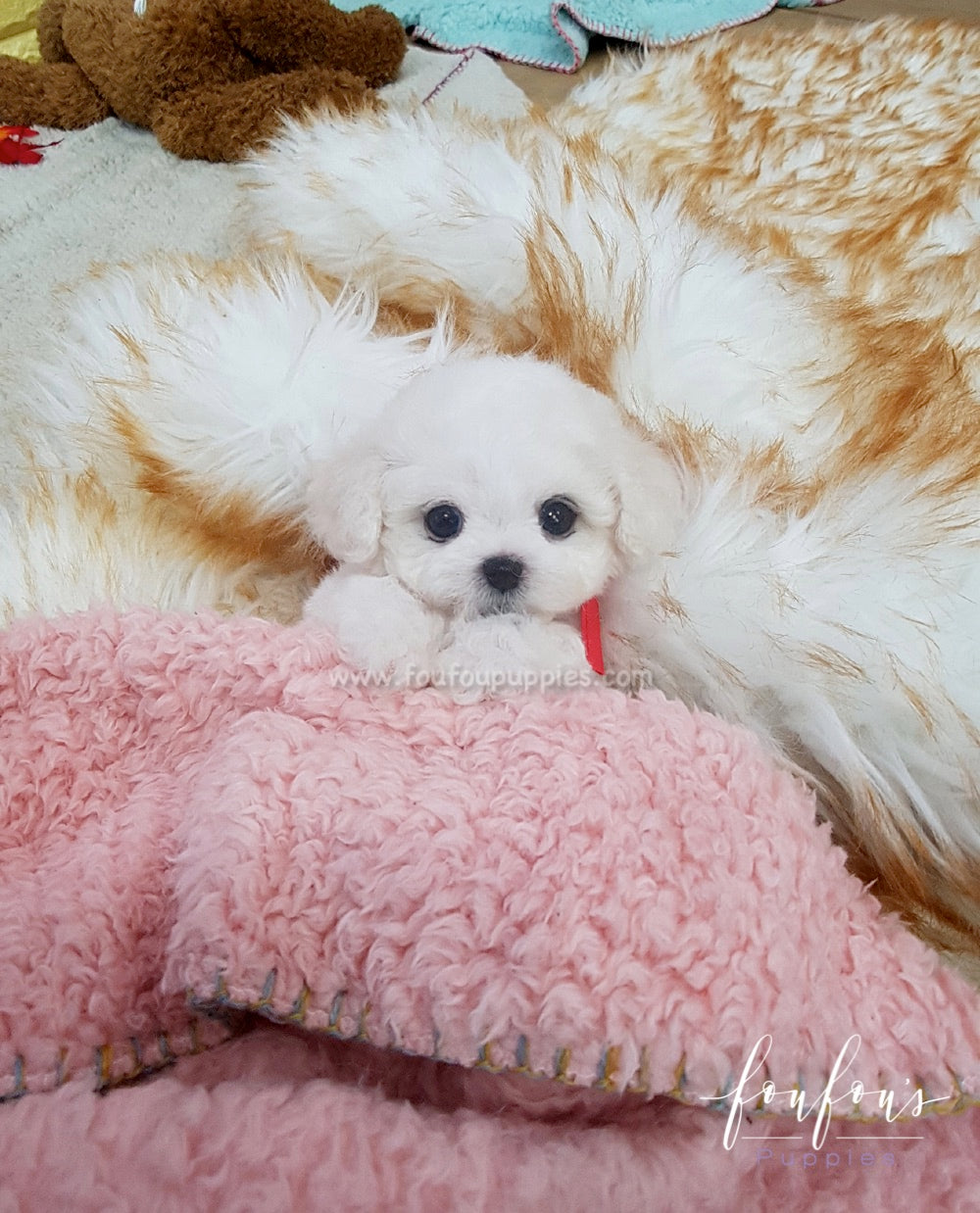 Momo - Bichon Frise M.