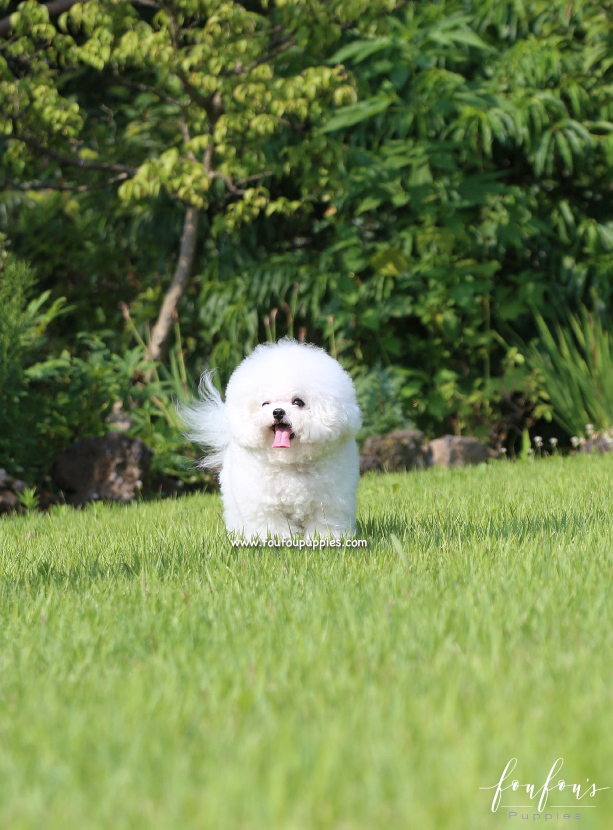 Toby - Bichon Frise M.