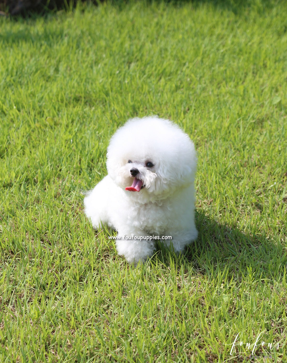 Toby - Bichon Frise M.