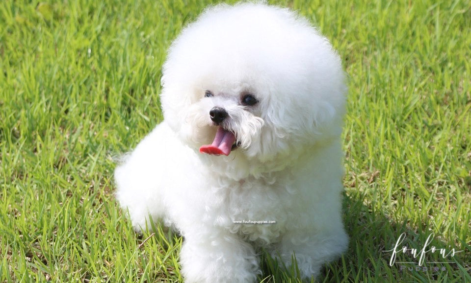 Teacup bichon best sale frise price