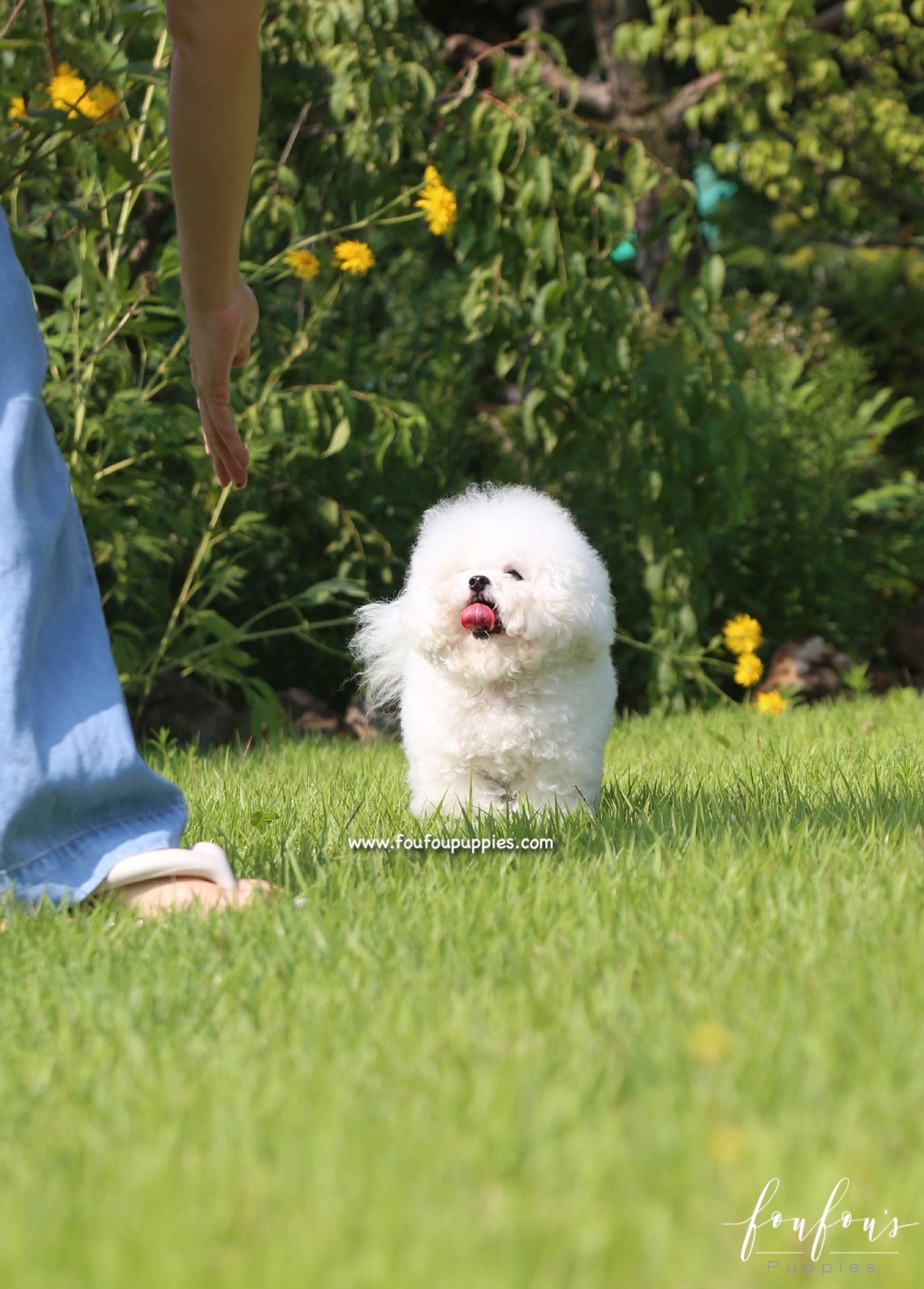 Toby - Bichon Frise M.