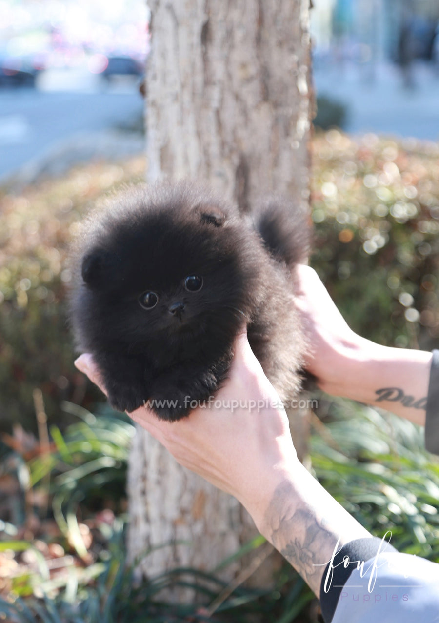 Dahlia - Pomeranian F.