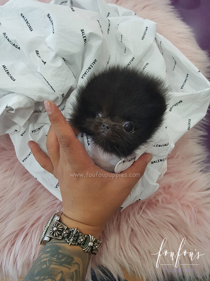 Prada - Pomeranian M.