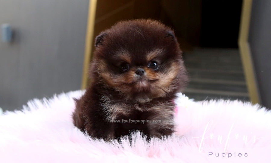 Oreo - Pomeranian M.