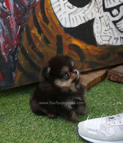 Oreo - Pomeranian M.